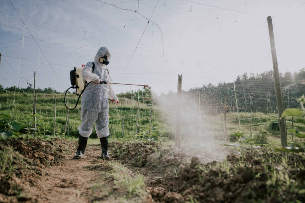 Best Ant Control Services  in Valley, NE