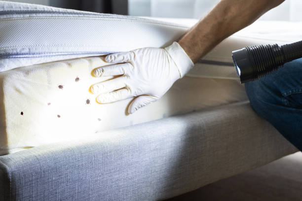 Best Termite Control Services  in Valley, NE