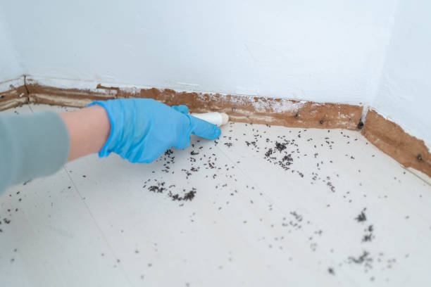 Best Residential Pest Control  in Valley, NE
