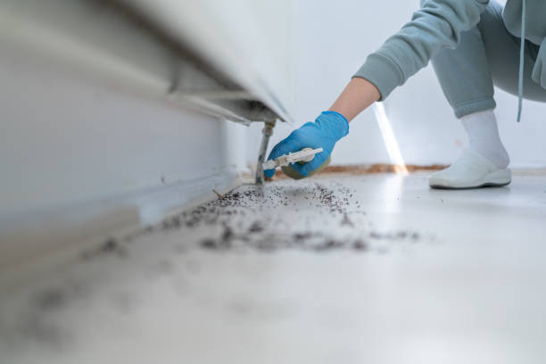 Wasp Removal Services in Valley, NE